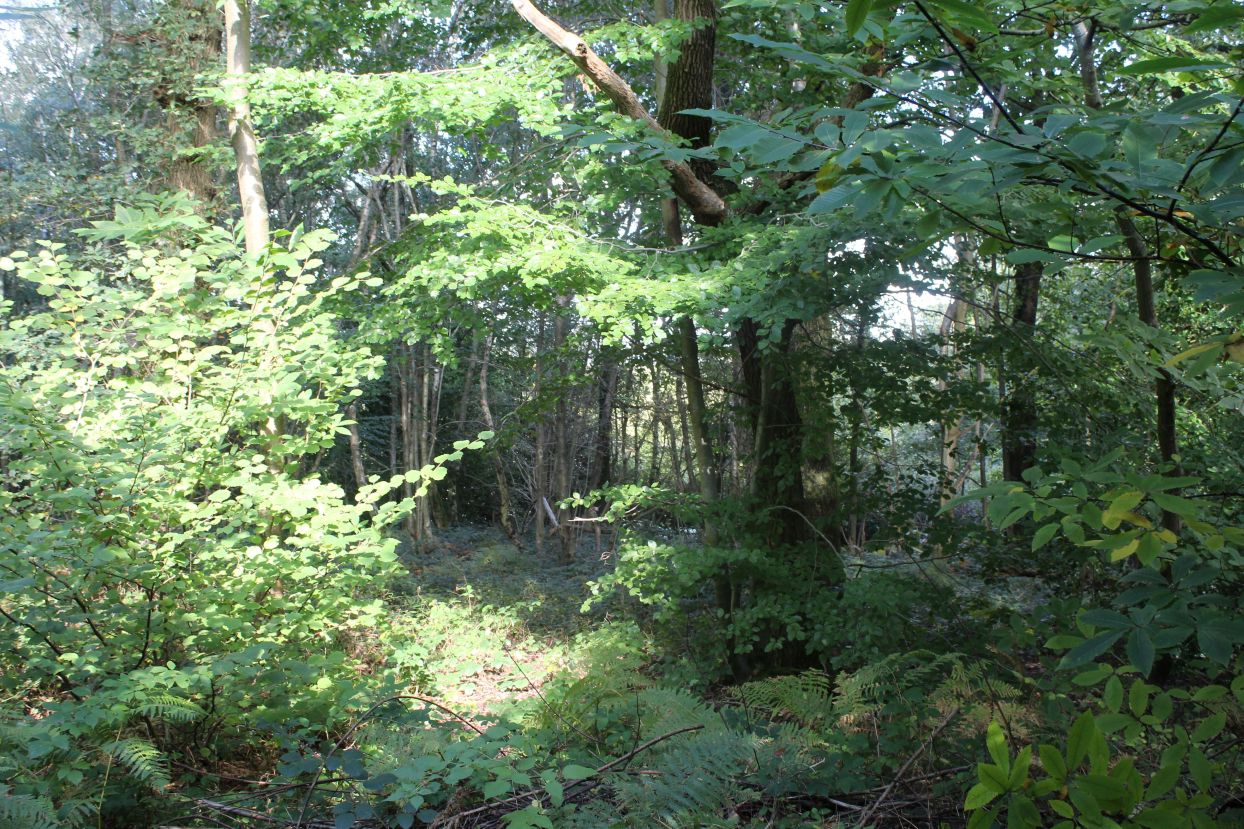 Sevenoaks Town Council’s plans approved to enhance biodiversity and recreation at Longspring Wood 