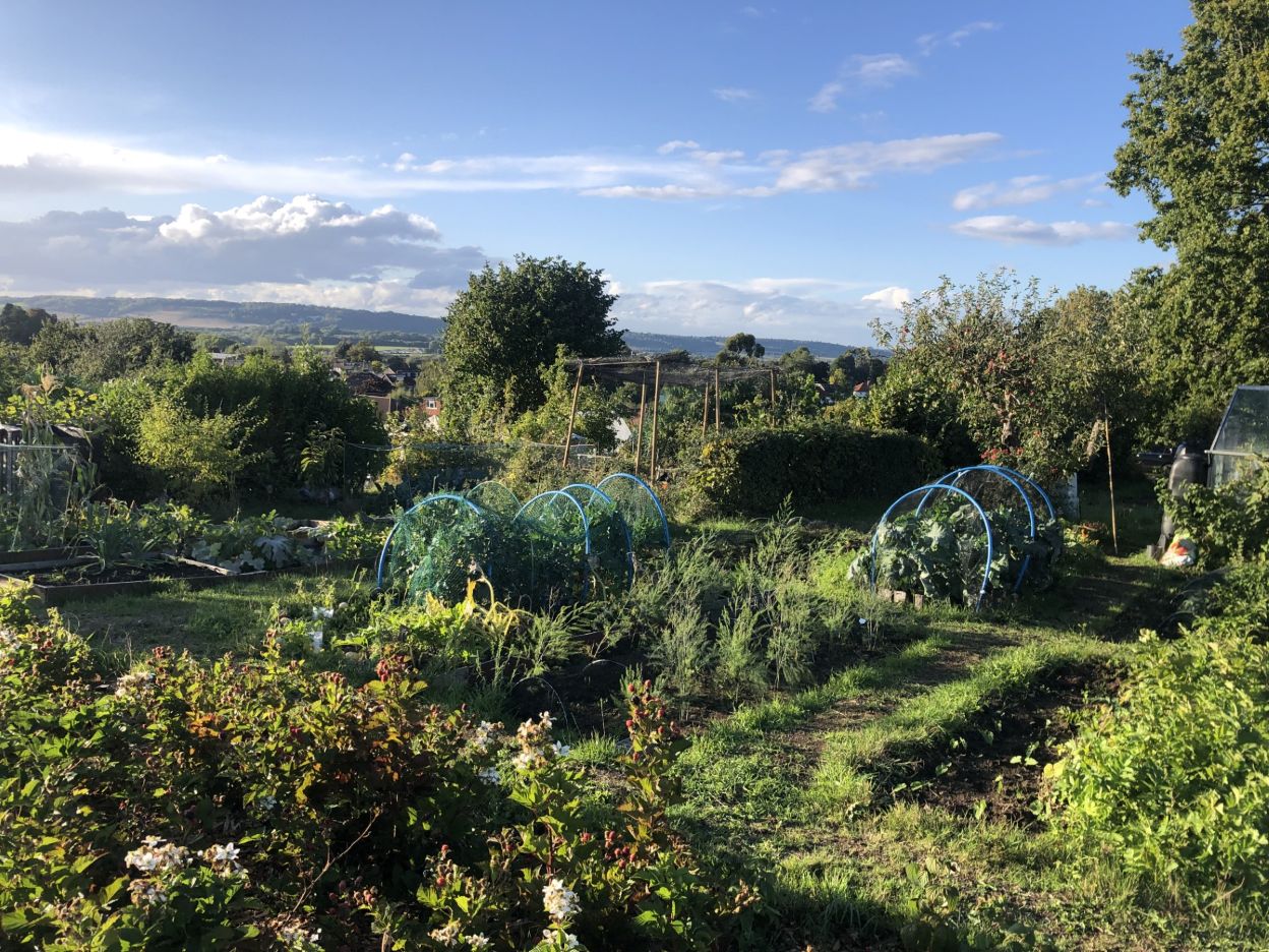 Allotments photo