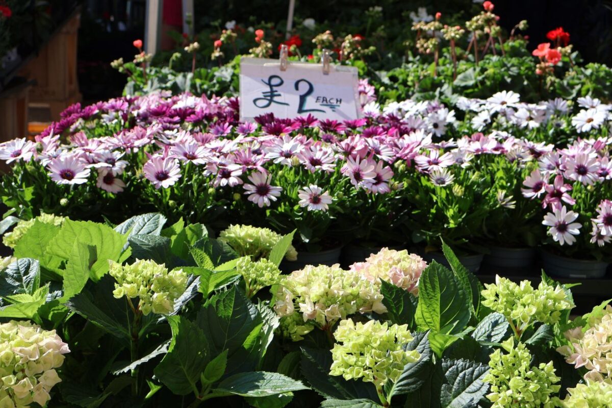 Flowers