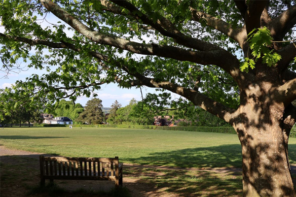 Hollybush